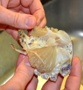 Removing the gills (dead mans fingers) from a fresh crab