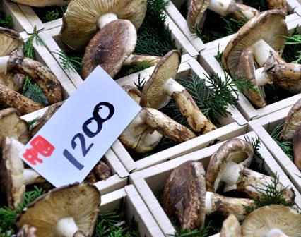 An image of Matsutake mushrooms
