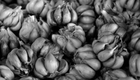 Australian Sicilian garlic