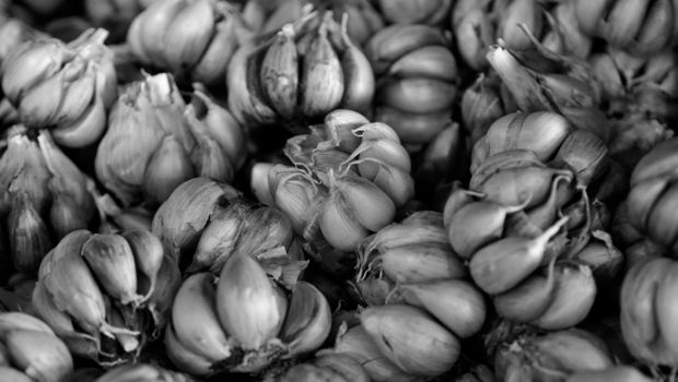 Australian Sicilian garlic