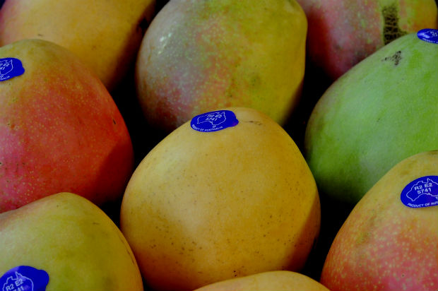 more mangoes